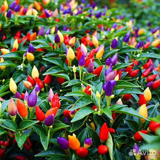 Декоративный перец (семена)