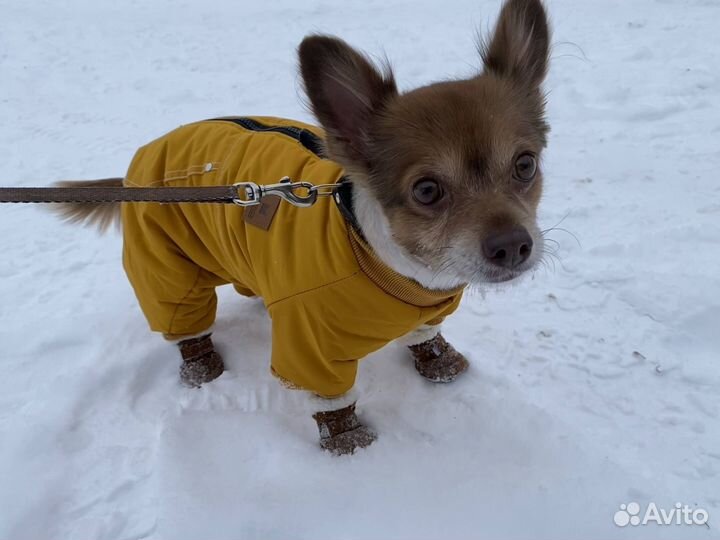 Одежда для собак