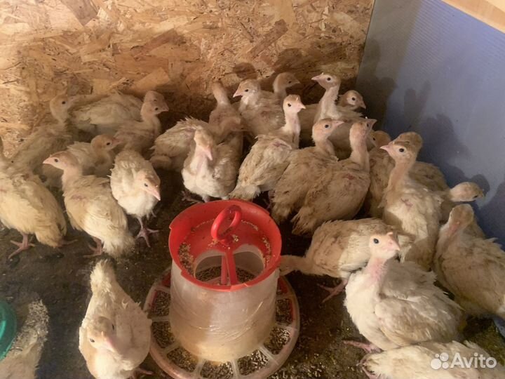 Индюки индюшата