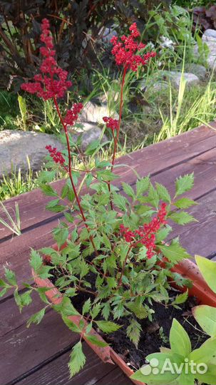 Астильба красная