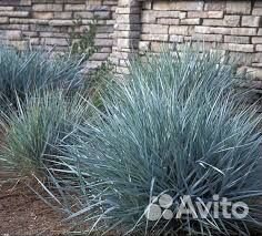 Колосняк песчаный, Элимус