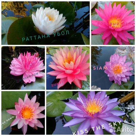 Растения для пруда. Нимфеи. Водный гиацинт