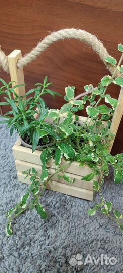 Набор пряных трав в ящичке