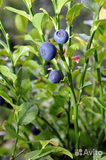 Ягоды овощи фрукты замороженные