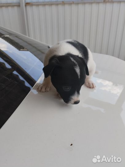 Щенки русский той-терьер в добрые руки