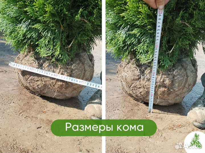 Туя