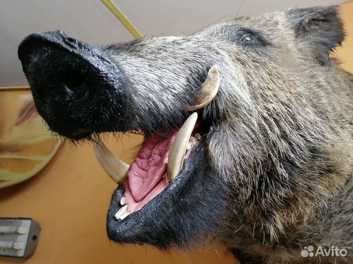 Чучело дикого кабана