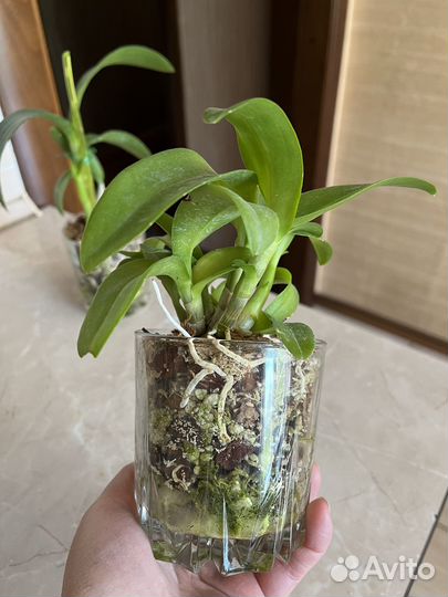 Орхидея дендробиум фаленопсис