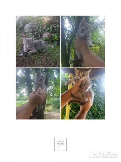 Котята от шотландской кошки