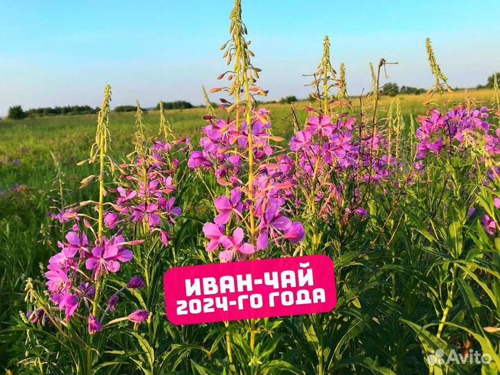 250 г Иван-чай 2024: смородина,цветы,ягоды и др