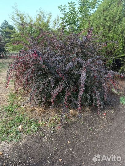 Барбарис садовый