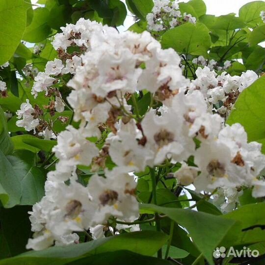 Саженцы Катальпы