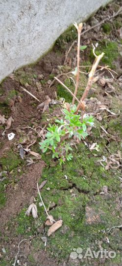 Саженцы лапчатки