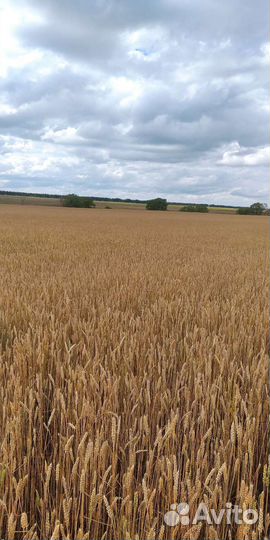 Зерно пшеница ячмень