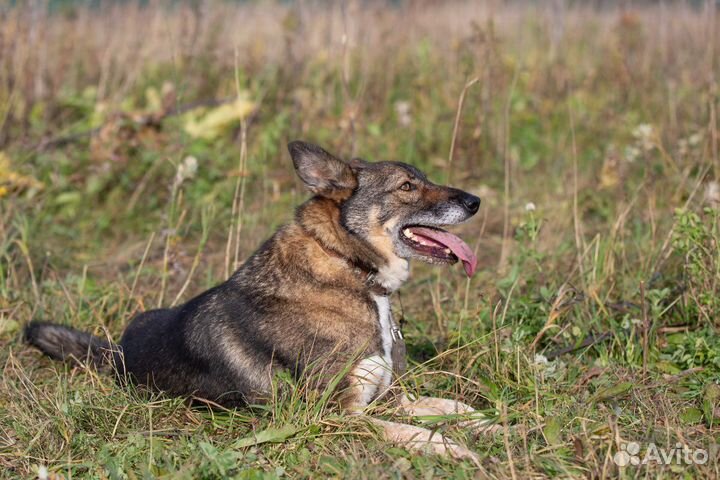 Оникс молодой пёсик