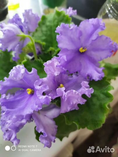 Фиалки детки