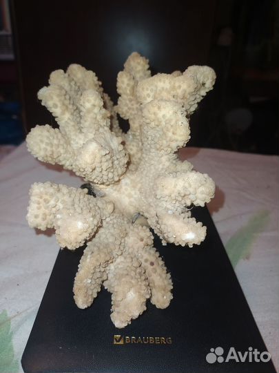 Морской коралл
