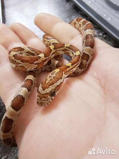 Маисовый полоз