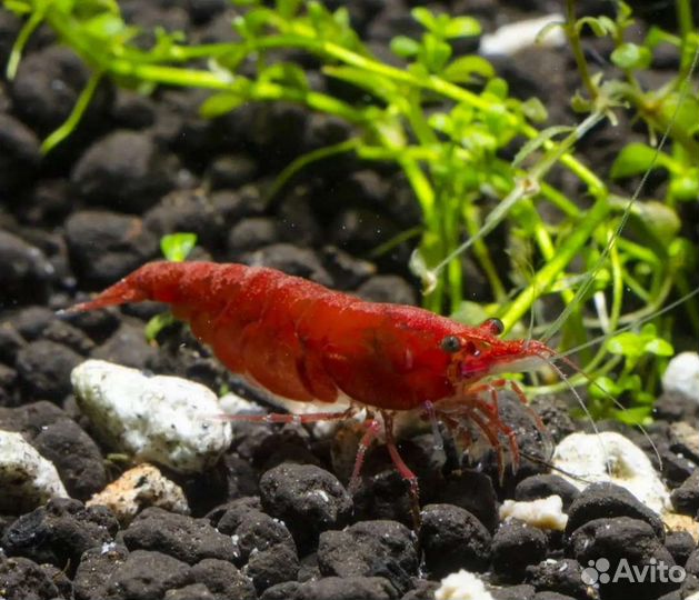 Аквариумные креветки красные