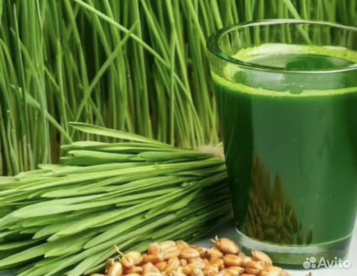 Хлорофилл, сок ростков пшеницы, витграсс