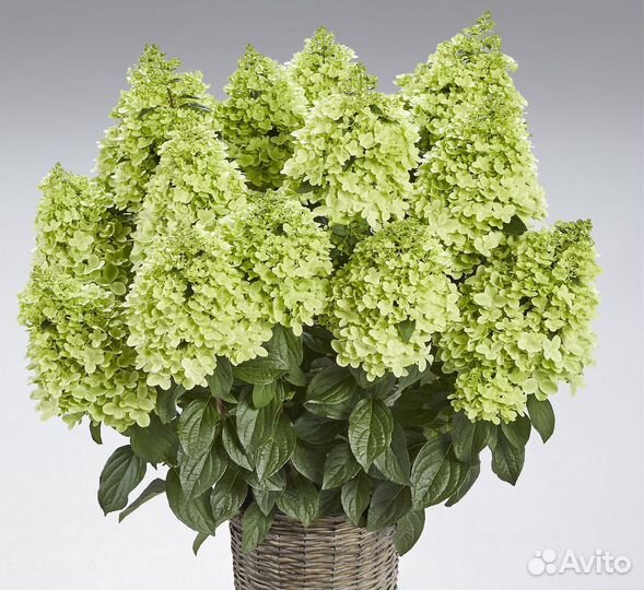 Гортензия Пантеон