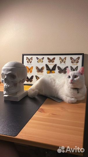 Бабочки в рамке