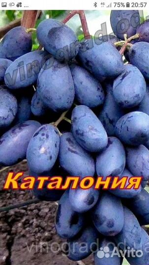 Саженцы винограда