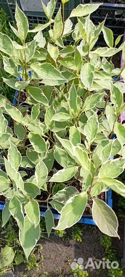 Саженцы дерен в ассортименте