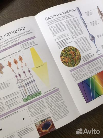Энциклопедия по физиологии человека