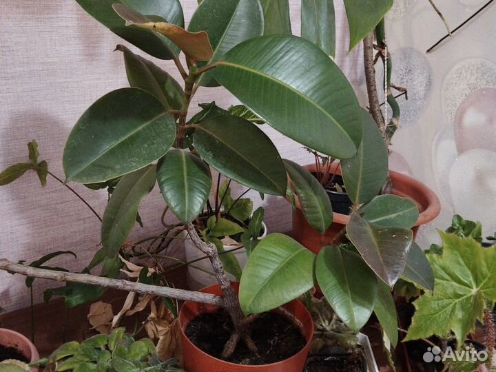 Драцена окаймлённая