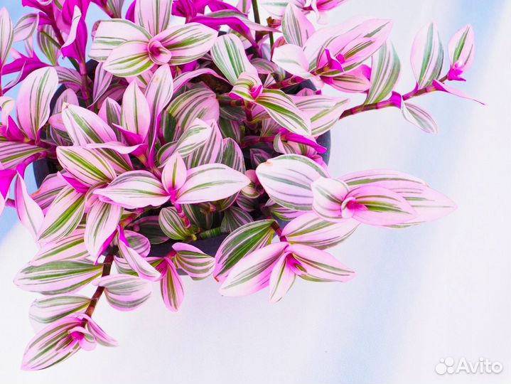 Растения для быстрого озеленения