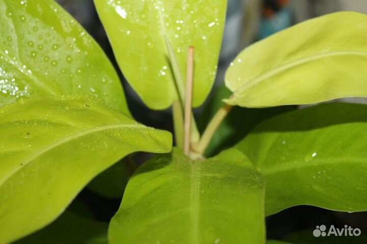 Комнатные цветы. Сциндапсус.Филодендрон и др