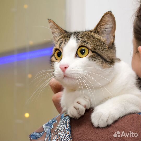 Кошка в добрые руки