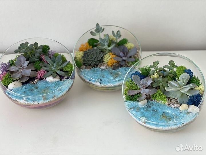 Флорариумы с морем на 1 сентября