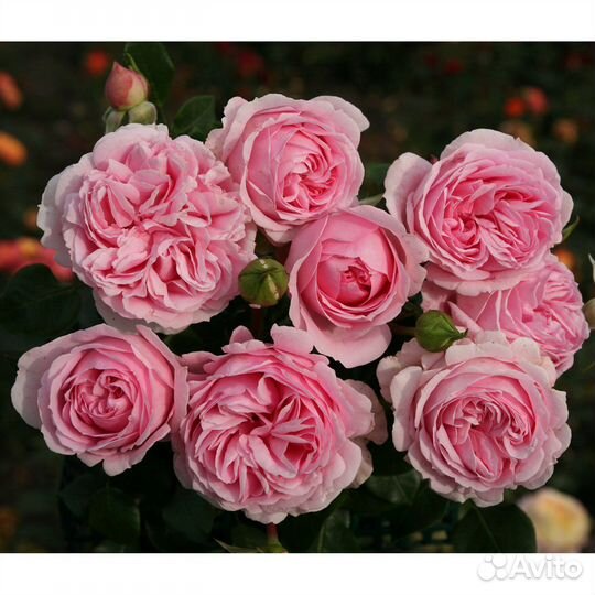 Роза Велленшпиль