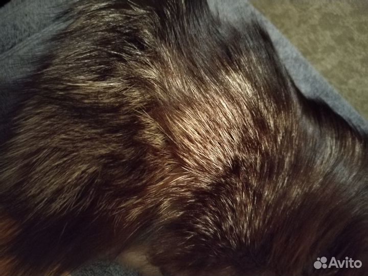 Меховой воротник лиса