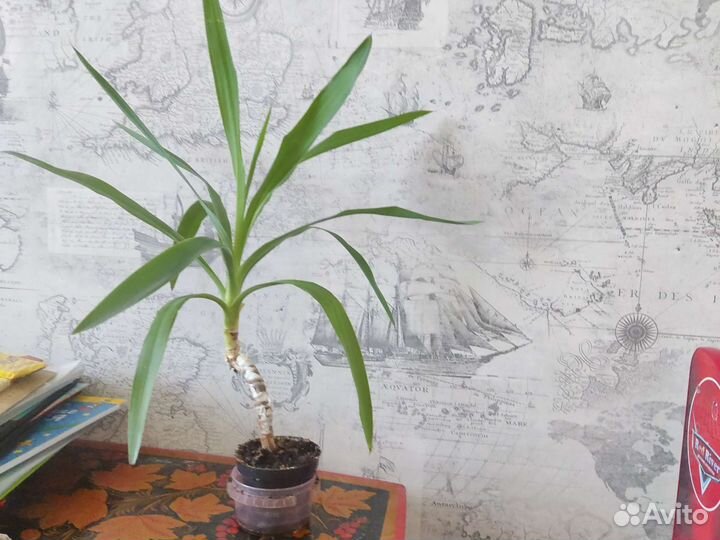 Пальма юкка 55 см