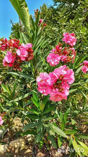 Олеандр махровый