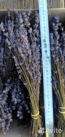 Лаванда сухоцвет
