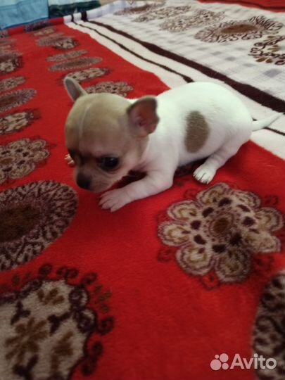 Щенки чихуахуа
