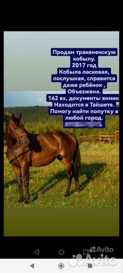 Чубарый Мерин, клеппер жеребенок, тракененская