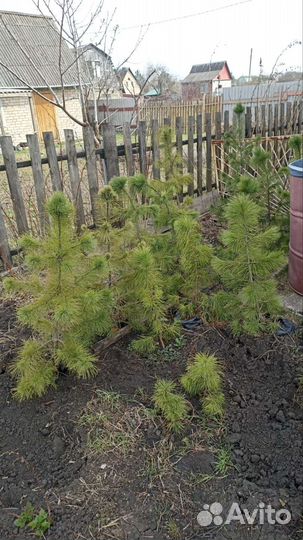 Саженцы сибирского кедра от 20 до 1000 см