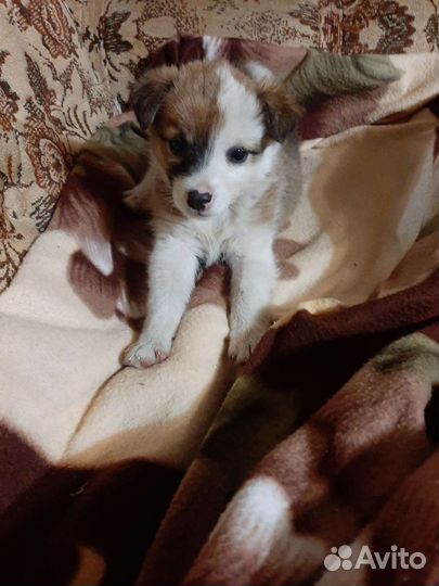 Собака в добрые руки отдам бесплатно