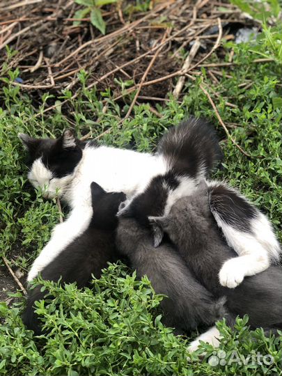Котята 2 месяца в добрые руки