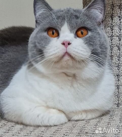 Молодой котик Твикс