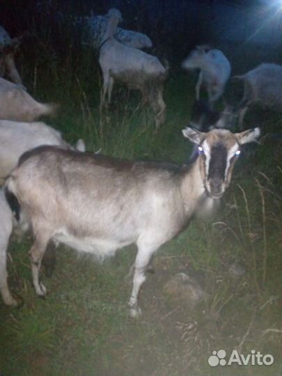 Коза дойная молочная