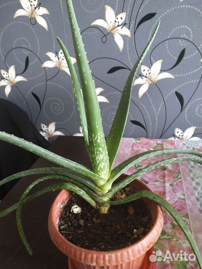 Алоэ столетник