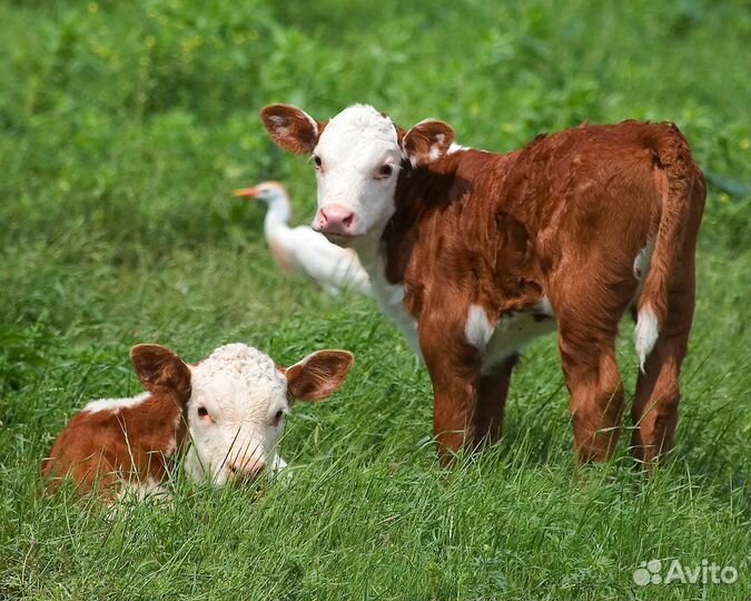 Бычки и тёлки герефорд