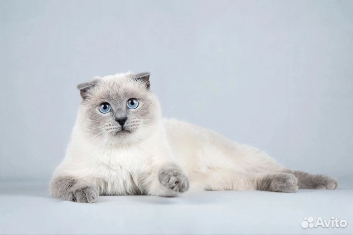 Котик Мустафа в добрые руки