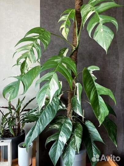 Эпипремнум пиннатум вариегатный